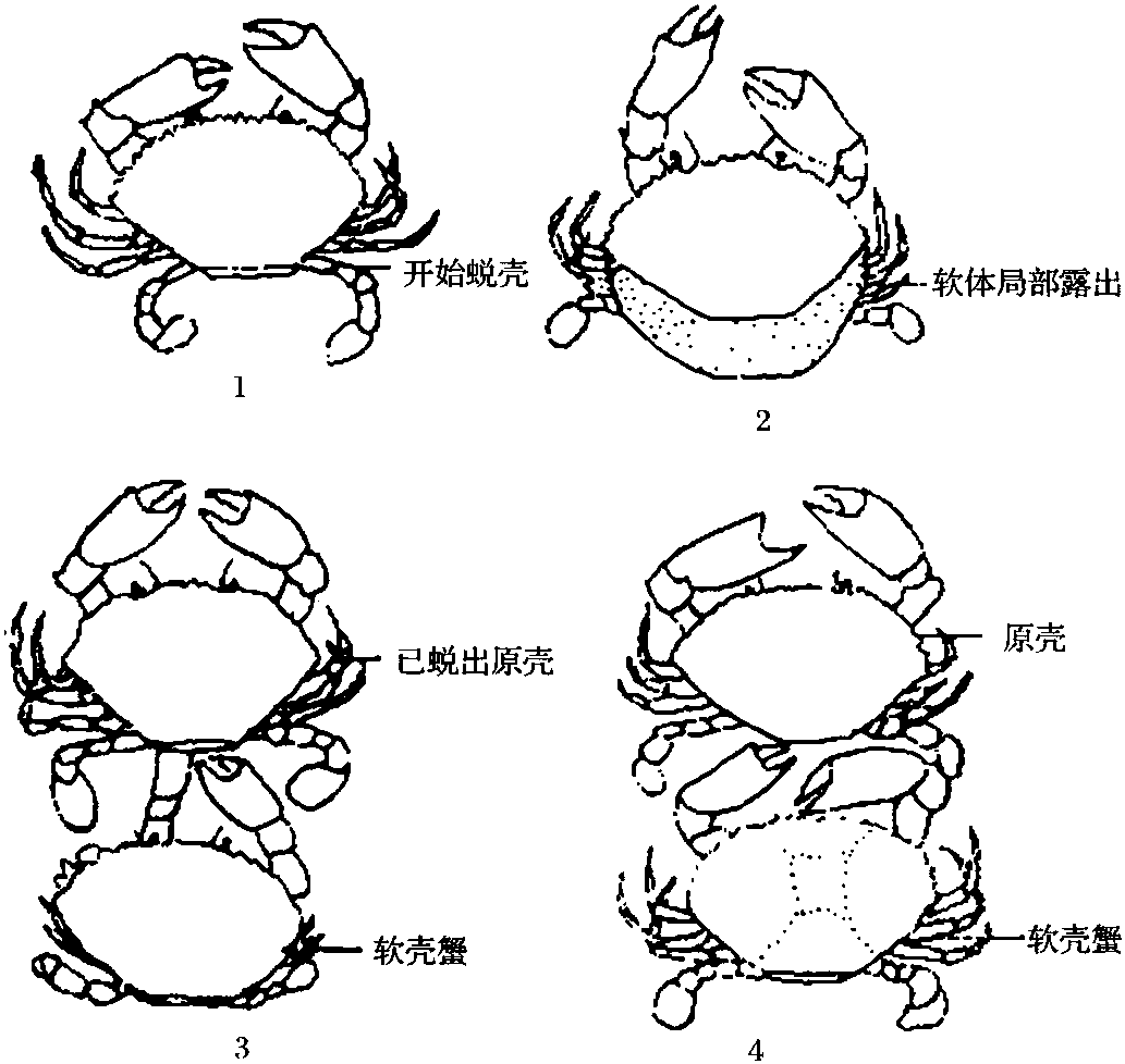 三、鋸緣青蟹的生態(tài)習(xí)性